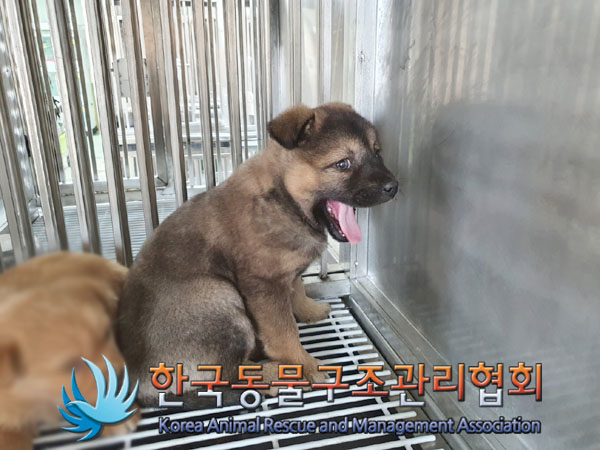 보호중 믹스견의 가…